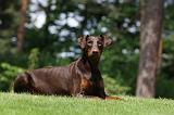 DOBERMANN 1231